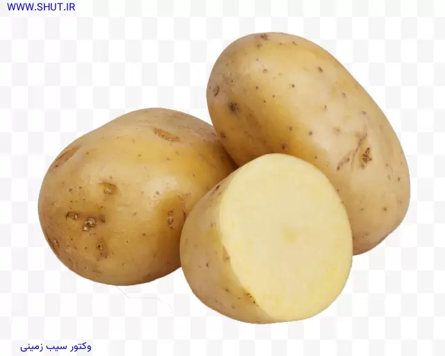 وکتور سیب زمینی png