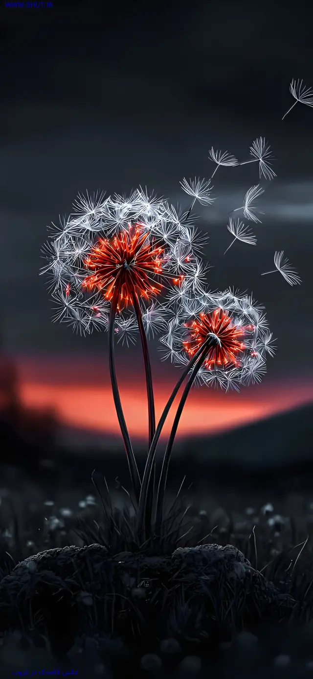 عکس قاصدک در غروب