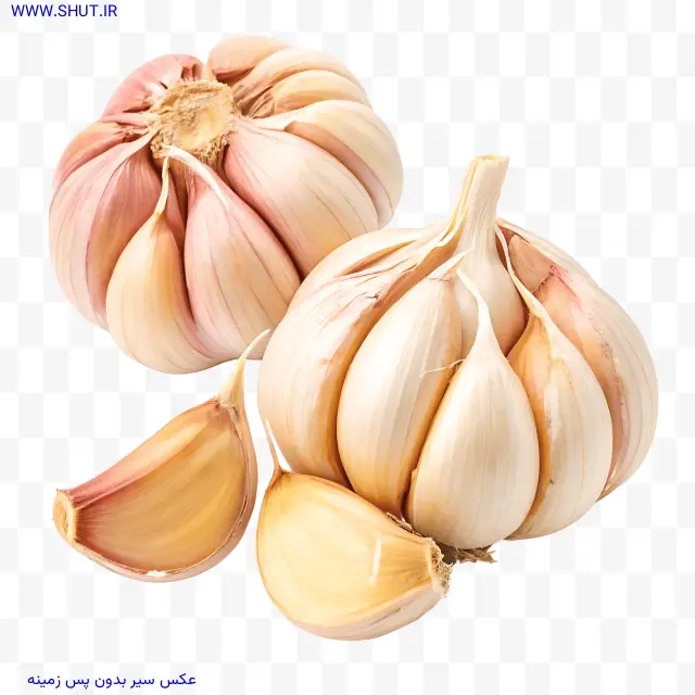 عکس سیر بدون پس زمینه