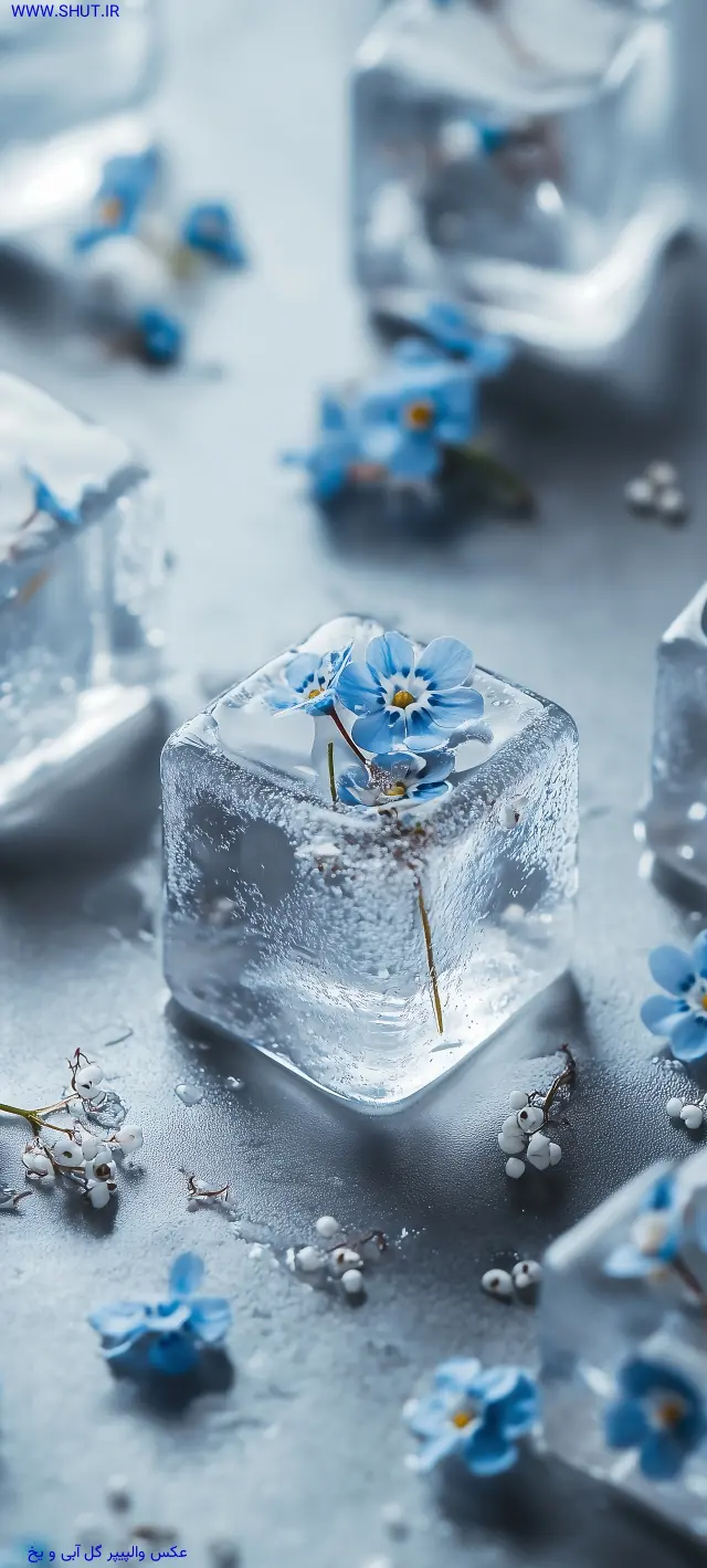 عکس والپیپر گل آبی و یخ