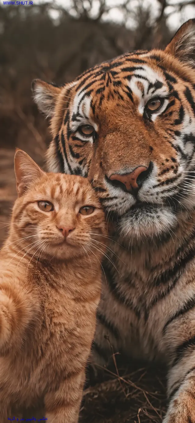 عکس والپیپر ببر و گربه