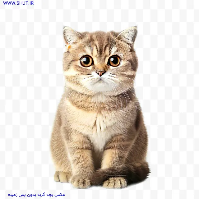 عکس بچه گربه بدون پس زمینه
