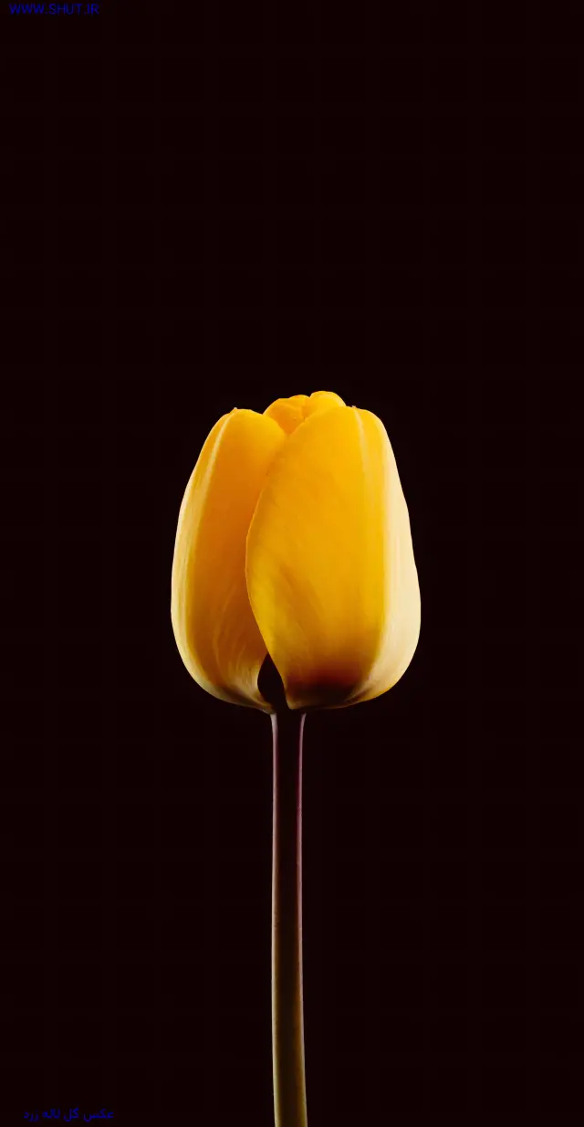 عکس گل لاله زرد