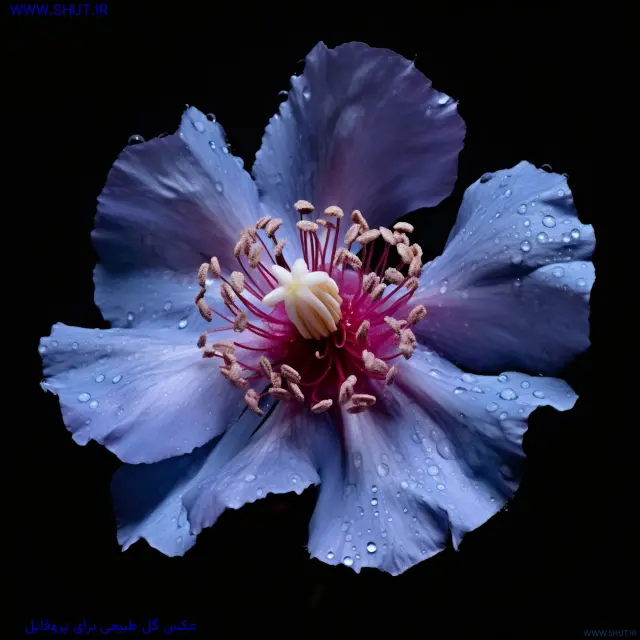عکس گل طبیعی برای پروفایل