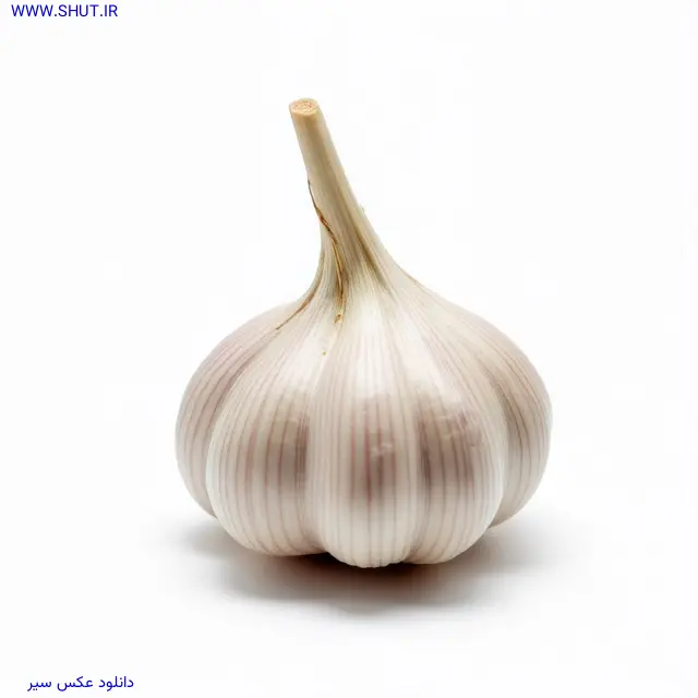 دانلود عکس سیر